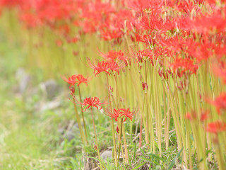 ヒガンバナ　満開