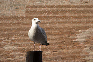 Seagull over the pole