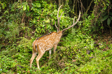 Naklejka na ściany i meble Chital is deer ,live in forest and is herbivorous