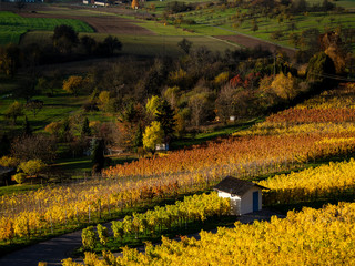 Weinberge im Herbst