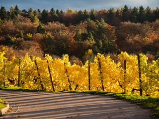Weinberge im Herbst