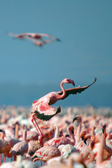 Naklejka premium Lesser Flamingo, Kenya, Lake Nakuru