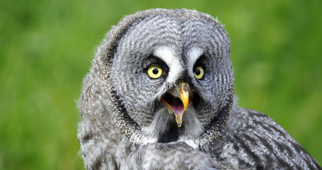 Chouette de l’Oural