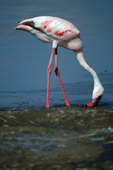 Obraz premium Lesser Flamingo, Kenya, Lake Nakuru