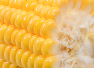 closeup  corn