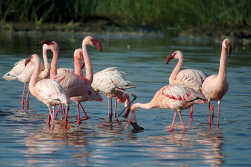 Fototapeta na wymiar Lesser Flamingo, Kenya, Lake Nakuru