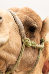 camels in desert