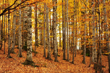 Fototapeta na wymiar Autumn background in the Romanian Carpathians 