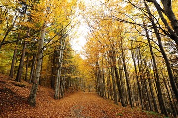 Autumn background in the Romanian Carpathians
