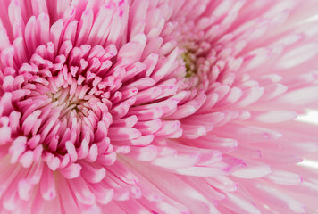 Beautiful bouquet of chrysanthemums flower and  water drops