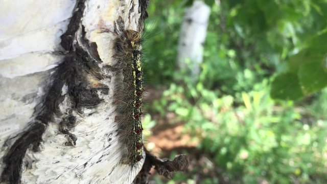 caterpillar crawling on the tree