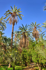 Obraz na płótnie Canvas Date Palms in jungles, Tamerza oasis, Sahara Desert, Tunisia, Af