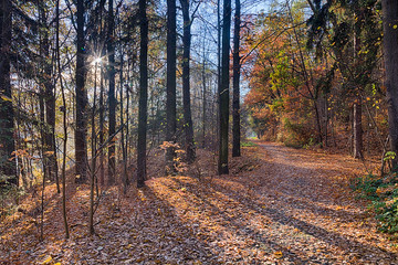 The forest in the morning