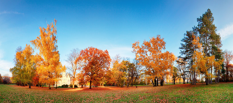 Fototapeta Autumn forest panorama in park
