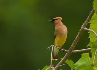 Cedar Waxwing