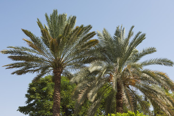Obraz na płótnie Canvas Top of a date palm tree