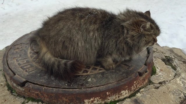 Cat sitting on a manhole cover in winter.