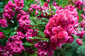 Rosebush in a garden