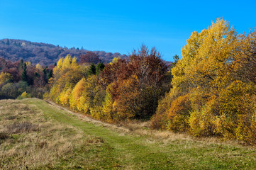 Fototapeta premium Pathway through the autumn forest