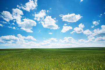 Obraz premium Green field and clouds in a sunny day
