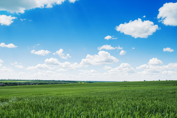 Obraz premium Natura background. Green field and fluffy clouds.