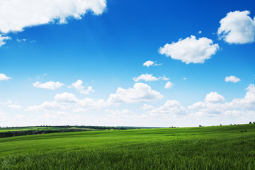 Obraz premium Green wheat field and cloudy sky, agriculture scene.