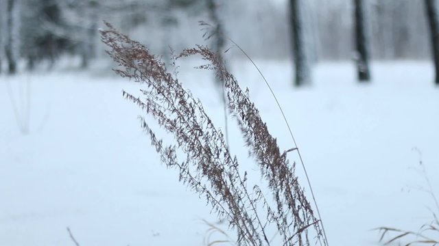 snow drops on dry grass with refocus