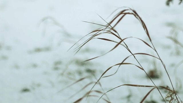 snow drops on dry grass with refocus