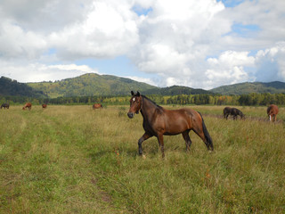 Fototapeta na wymiar herd of horses grazing in a pasture in the mountain Altai. summer 2015.