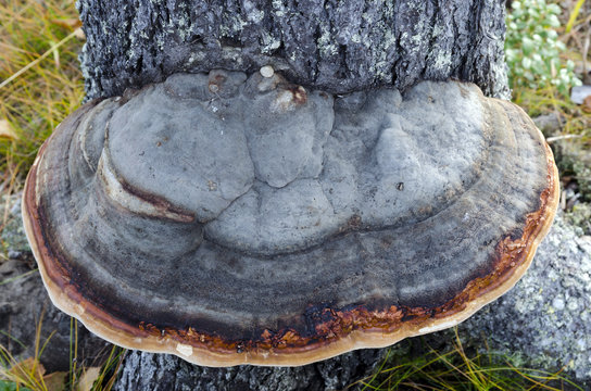 Fomitopsis pinicola