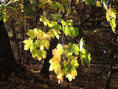 Herbstblätter