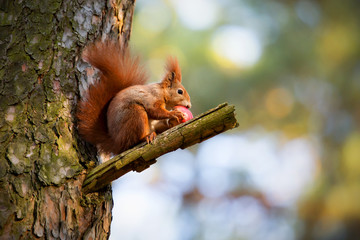 Squirrel eat apple on tree