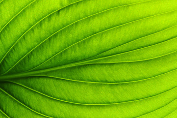  green leaf texture