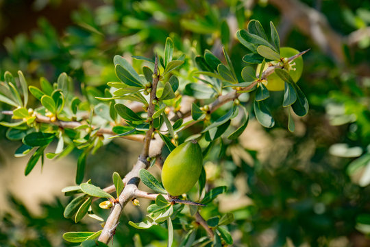 Arganbaum mit Frucht