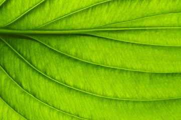  green leaf texture