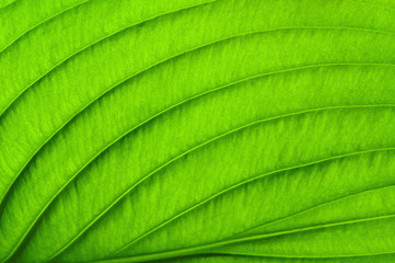  green leaf texture