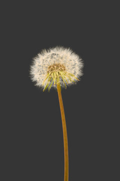 Fototapeta Dandelion