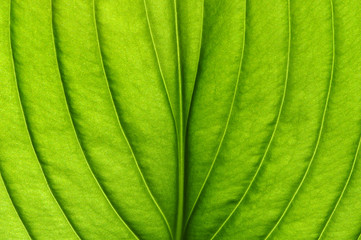  green leaf texture