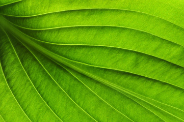  green leaf texture