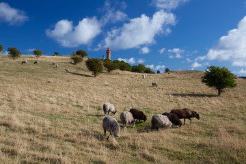 On pasture at Cape Arcona, Ruegen Island