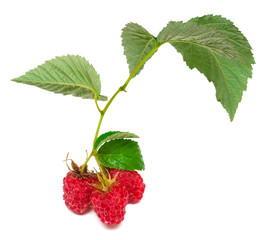 Branch with fruit raspberries