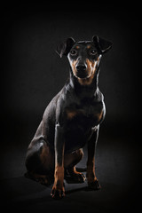 portrait chien Manchester terrier