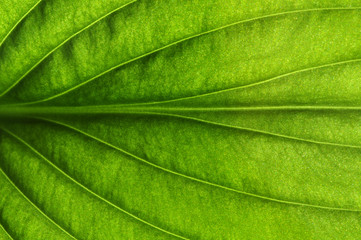  green leaf texture