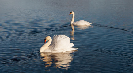 Two white swans on the water.
