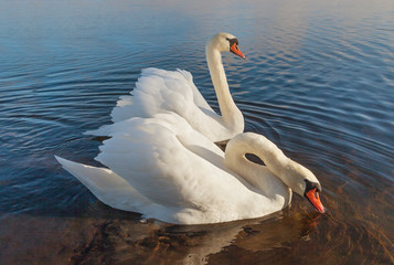 Naklejka na ściany i meble Two white swans on the water.