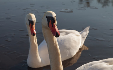 Two swans on the lake.