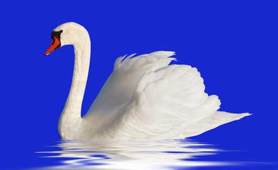 Fluffy white swan.