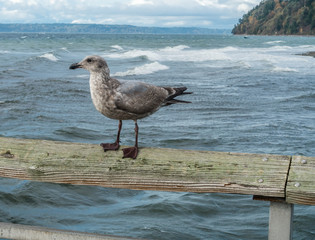 Seagull On Pier