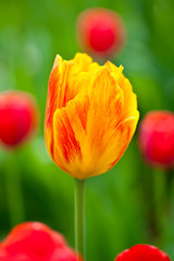 Yellow and red tulip in the garden