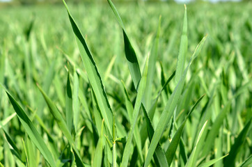 Close-up of green blades of grass